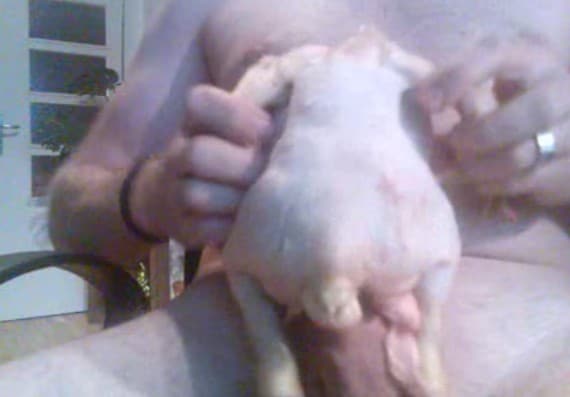 haciendo el amor con un pollo del supermercado